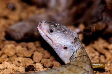 モモジタトカゲ