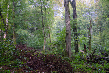 Old hornbeam tree lying in summertime forest