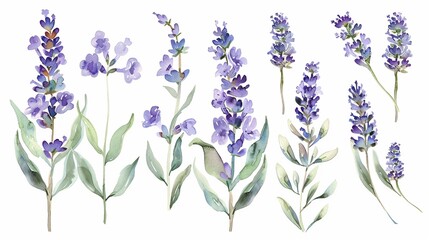 Fototapeta na wymiar Watercolor lavender clipart with delicate purple flowers and green stems.