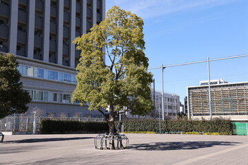 Trees in open area in Tokyo, Japan on February 15, 2024