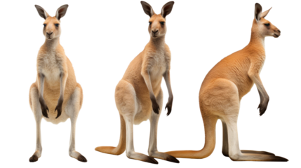kangaroo, many angles and view portrait side back head shot isolated on transparent background 