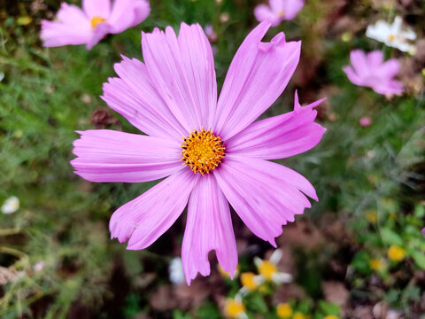 Top view of Cosmos bipinnatus flower.