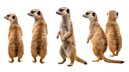 meerkat, many angles and view portrait side back head shot isolated on transparent background 