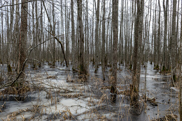 Flooded forest, forest wetland, melting snow and ice, puddles of water between tree trunks reflecting forest and tree shadows, Slokas nature trail, Latvia