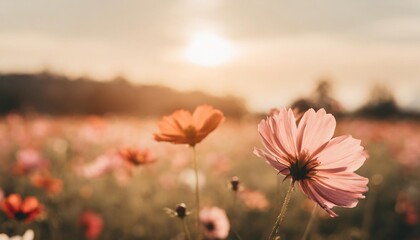 landscape nature background of beautiful pink and red cosmos flower field with sunset vintage color tone