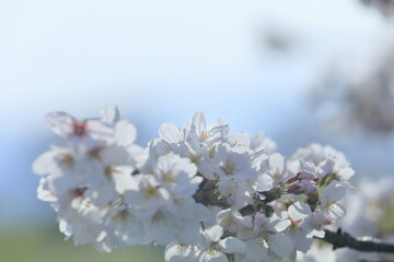 Obraz premium 日本の桜