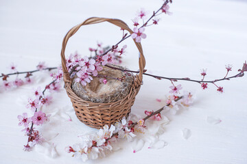 wicker basket with a bird's nest and a blossoming sakura branch on a light background. spring background.