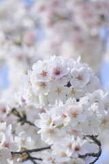 日本の桜