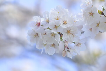 日本の桜