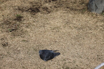 Pigeon in Tokyo on February 15, 2024