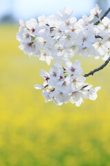 日本の桜アブラナ