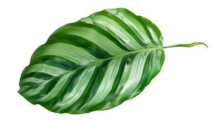 Monstera leaves leaves with Isolate on white background Leaves on white ,A green leaf, Monstera deliciosa leaf or Swiss cheese plant, isolated on white background, with clipping path