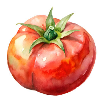 Watercolor tomato