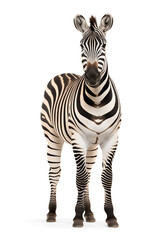 Obraz premium Zebra on isolated background
