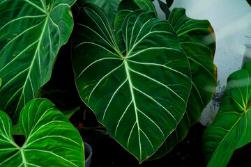 green philodendron heart leaves background tropical garden © lacastudio