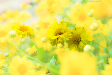 Yellow flower or Chrysanthemum flower