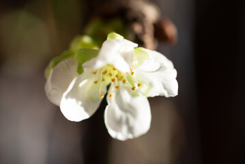 Naklejka na ściany i meble cherry blossom close-up, macro photography, white flowers