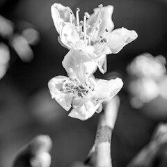 Fototapeta na wymiar cherry blossom close-up, macro photography, white flowers