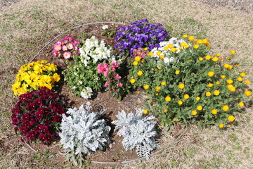 寄せ植え。シロタエギク,ビオラ,カレンデュラ,プリムローズ,キンギョソウ