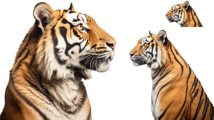 Tiger, many angles and view portrait side back head shot isolated on transparent background - obrazy, fototapety, plakaty