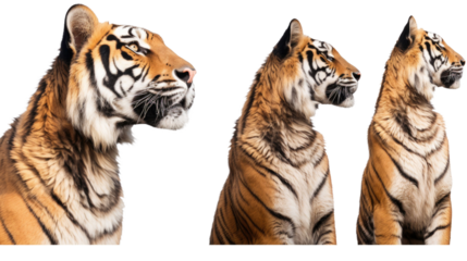 Tiger, many angles and view portrait side back head shot isolated on transparent background
