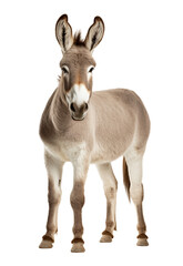 Donkey on isolated white background