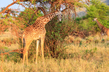 Giraffe in savanna in Serengeti national park in Tanzania. Wild nature of Tanzania, East Africa