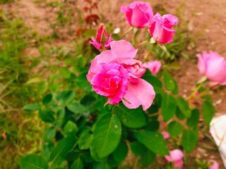 pink rose bush,nature, plant, flower, garden, red, flowers, leaf, spring, summer, food, plants, leaves, tree, vegetable, blossom, flora, bloom, outdoors, agriculture, berries, park,pink flower,