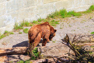 Bear in Bear Pit in Bern, Switzerland. Bear is a symbol of Bern city