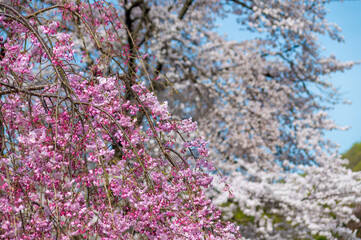 枝垂れ桜と染井吉野