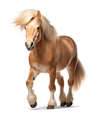 Cute pony in running pose on isolated background