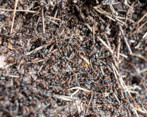 anthill in spring, awakened ants in the first warm days of spring, ant house in the forest