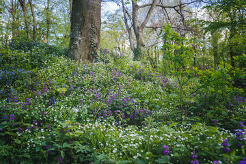 Summer spring meadow in the woodland with different wild flowers and herbs on a sunny day - 778729417