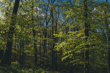 Spring forest, young foliage on the trees and gentle sun, beautiful landscape nature
