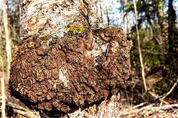 Chaga mushroom growing on a Birch Tree, mushroom chaga black birch close-up on the trunk of living...