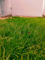 grass on the lawn grass, field, nature, lawn, summer, plant, meadow, spring, garden, outdoors,...