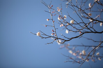 少し離れたところから見た梅の花