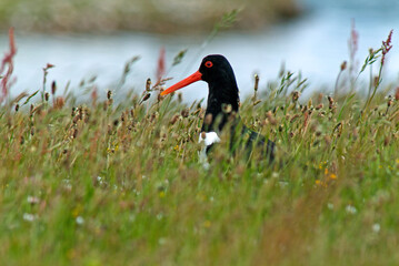 Huîtrier pie, nid,.Haematopus ostralegus , Eurasian Oystercatcher