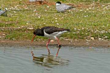 Huîtrier pie, .Haematopus ostralegus , Eurasian Oystercatcher