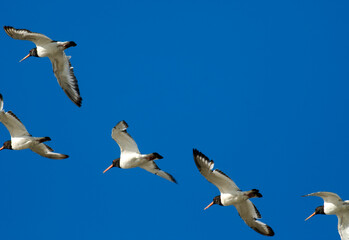 Huîtrier pie, .Haematopus ostralegus , Eurasian Oystercatcher