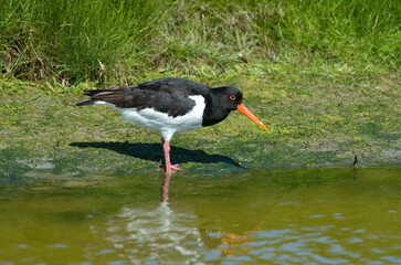Huîtrier pie, nid,.Haematopus ostralegus , Eurasian Oystercatcher
