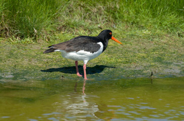 Huîtrier pie, nid,.Haematopus ostralegus , Eurasian Oystercatcher