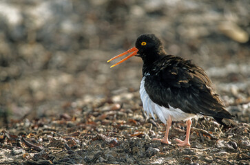 Huîtrier pie, nid,.Haematopus ostralegus , Eurasian Oystercatcher