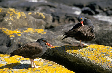Huîtrier noir,.Haematopus ater, Blackish Oystercatcher, Iles Falkland