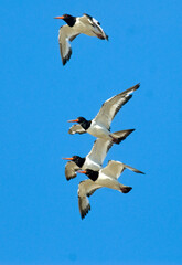 Huîtrier pie, .Haematopus ostralegus , Eurasian Oystercatcher