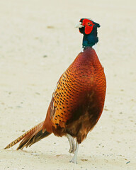 Phasianus, Pheasants are birds of several genera within the family Phasianidae in the order...