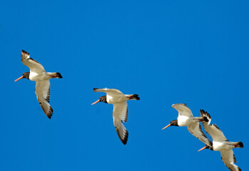 Obraz premium Huîtrier pie, .Haematopus ostralegus , Eurasian Oystercatcher