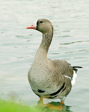 Greater White-fronted Goose (Anser albifrons) Native to Europe and North America, these geese are sometimes called Specklebelly in North america