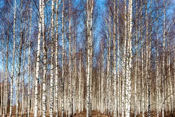 Keuken spatwand met foto spring landscape with white birch trunks, trees without leaves in spring © ANDA