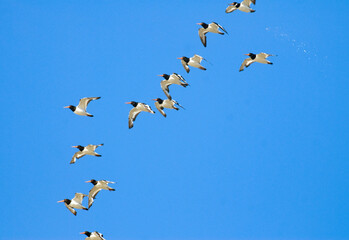 Huîtrier pie, .Haematopus ostralegus , Eurasian Oystercatcher